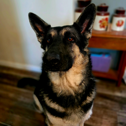 Hidi, Rhea Morrigan's German Shepherd Dog