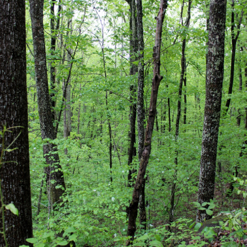 Buck Hole Hollow, TN Woods